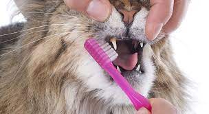 Kedilerde Diş ve Ağız Bakımı